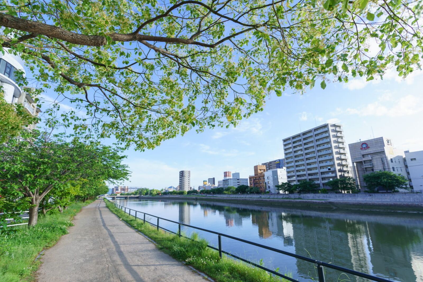 川沿いの並木